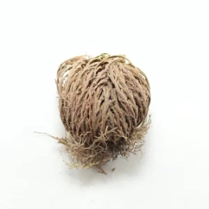 rosa Jericó suelta